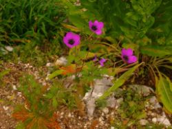 2013-08-18_Regina-F-Rau_Schachen_Blumen  (094).JPG